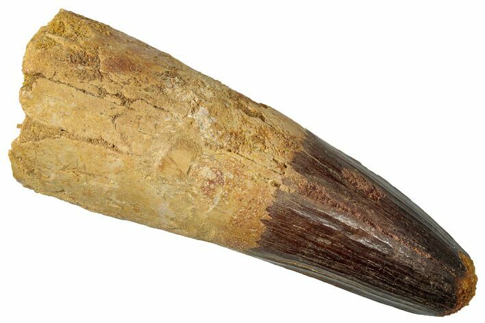 Robust Real Spinosaurus Tooth - Feeding Worn Tip #302852